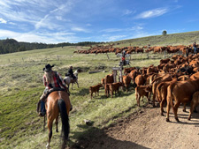 USA-Wyoming-Two Creek Ranch Round Up